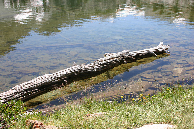 Log, Cooney Lake
