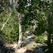 Sweetwater Creek