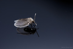 Psychoda (Mothfly)