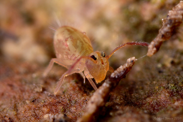 Dicyrtomina saundersi