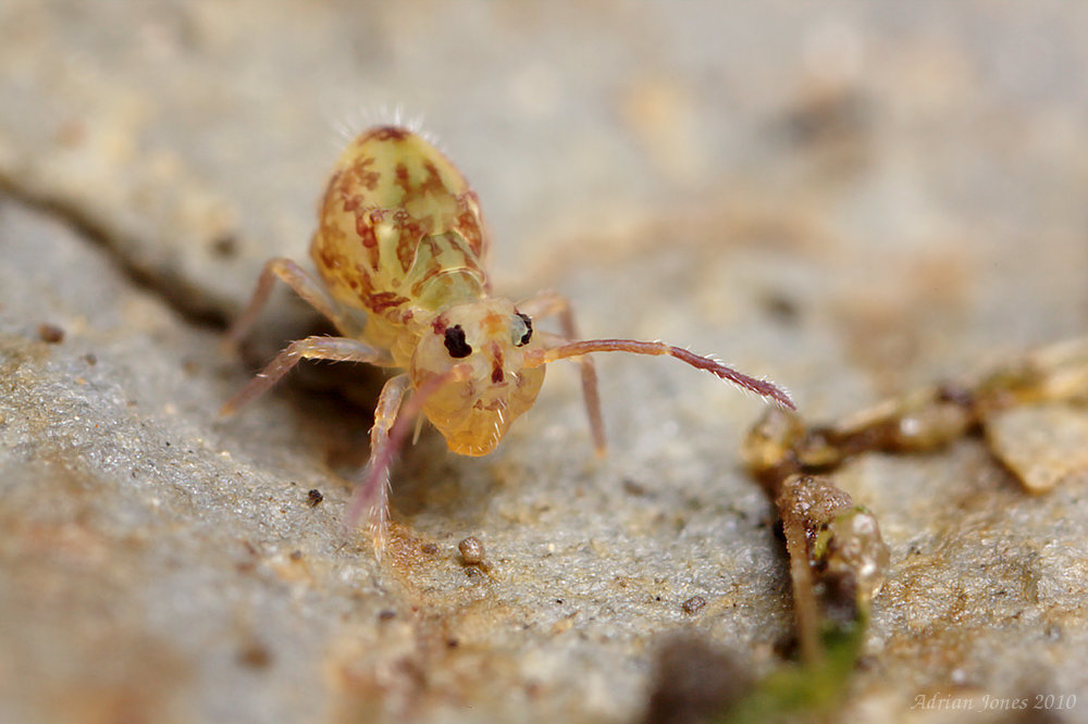 Dicyrtomina saundersi