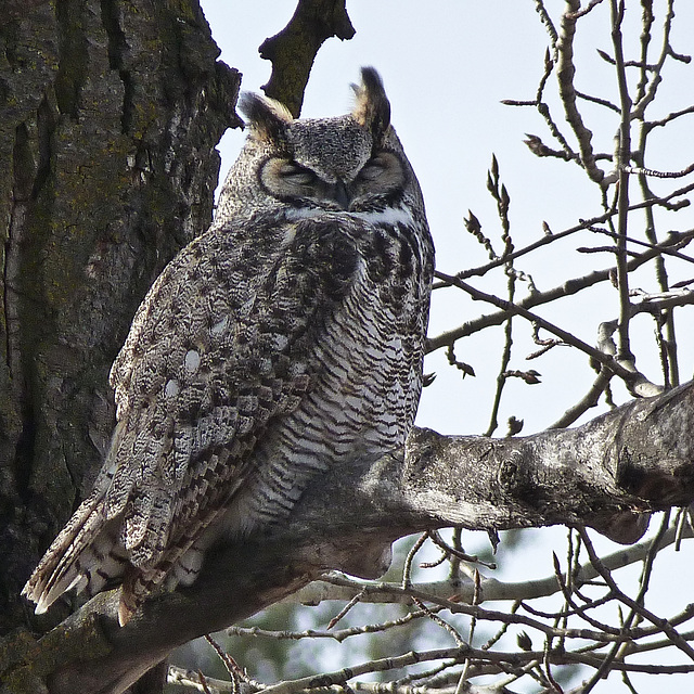 Guarding the nest