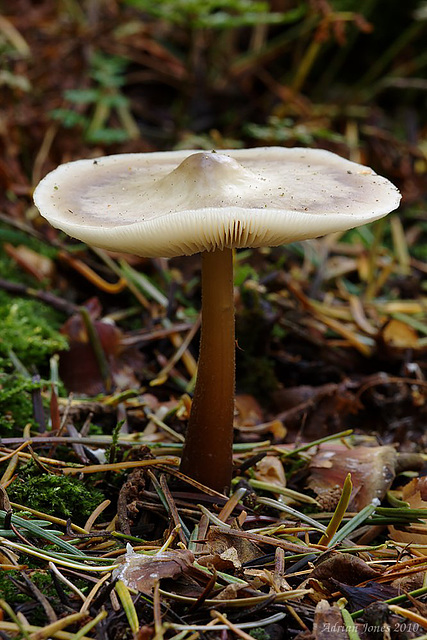 fungi_019