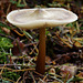 fungi_019