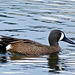 Blue-winged Teal