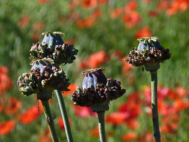 What kind of Poppies?  Hens & Chicks Poppies : )