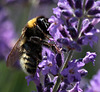 Hummel + Lavendel (PIP)