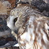 Northern Saw-whet Owl