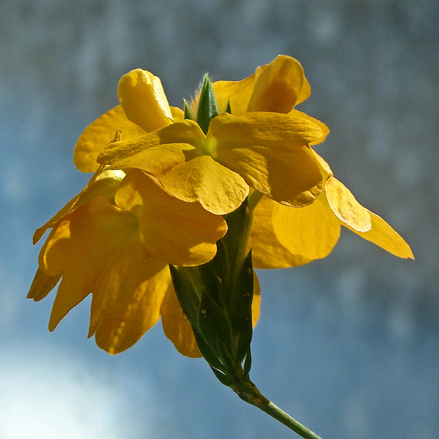 Flowers and bokeh