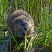 Hungry little Muskrat