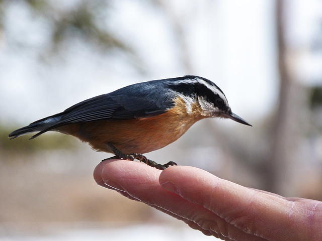 Red-breasted Nuthatch