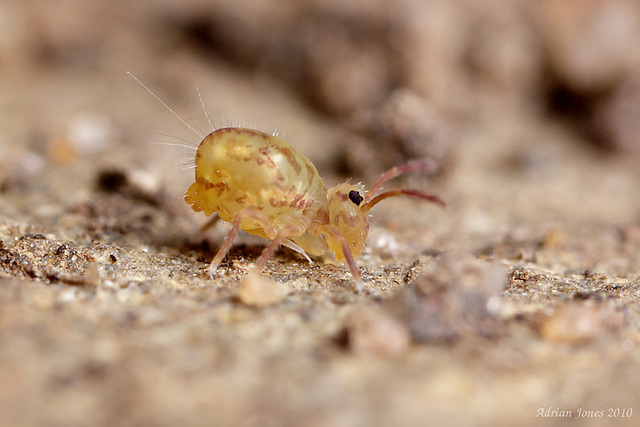 Dicyrtomina saundersi