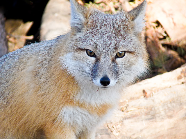 Swift Fox