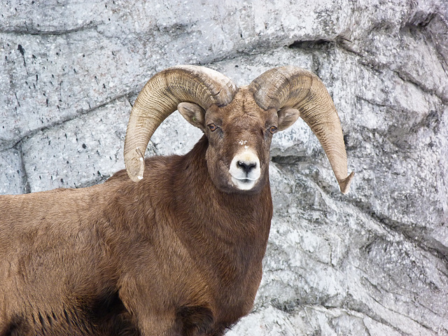 Posing for the photographer