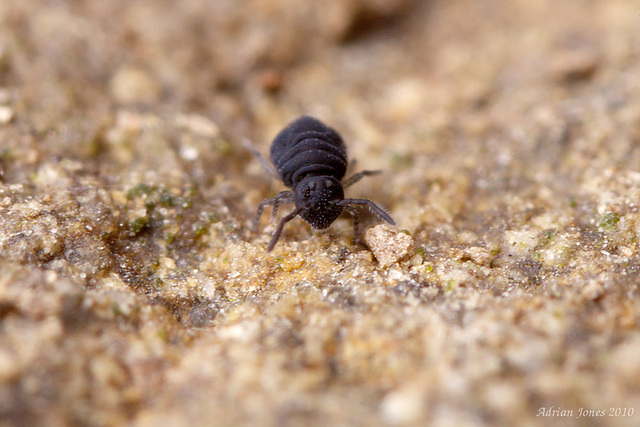 Sminthurinus niger