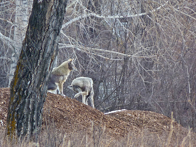 Mangy Coyotes