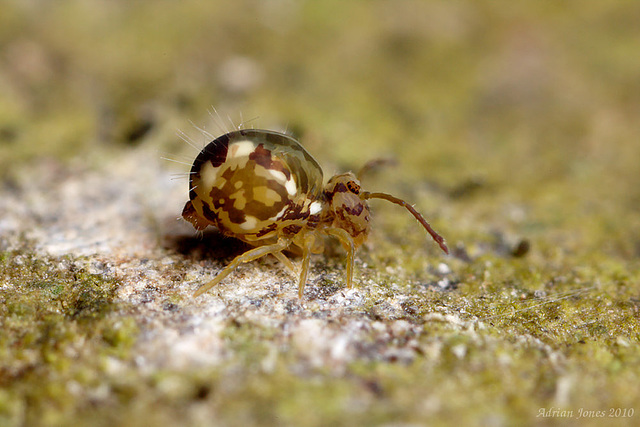 Calvatomina nr superba