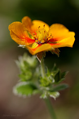 Potentilla flower.