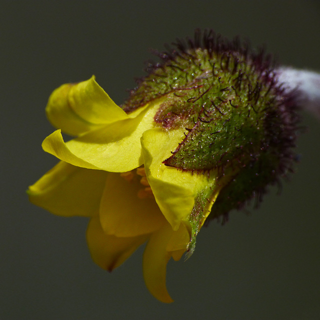 Yellow Mountain-avens / Dryas drummondii