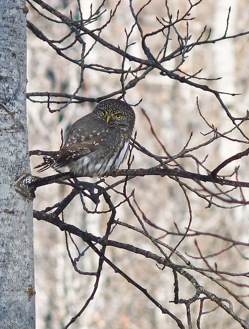 Northern Pygmy-owl