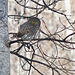 Northern Pygmy-owl