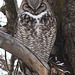 Great Horned Owl guarding the nest