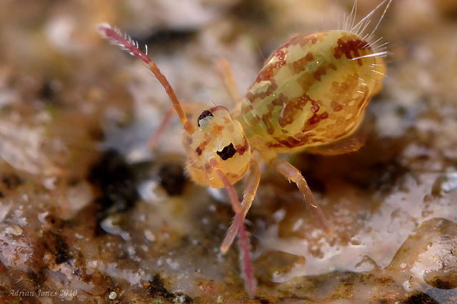 Dicyrtomina saundersi