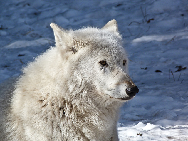 Timber Wolf