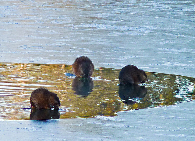 A hungry trio