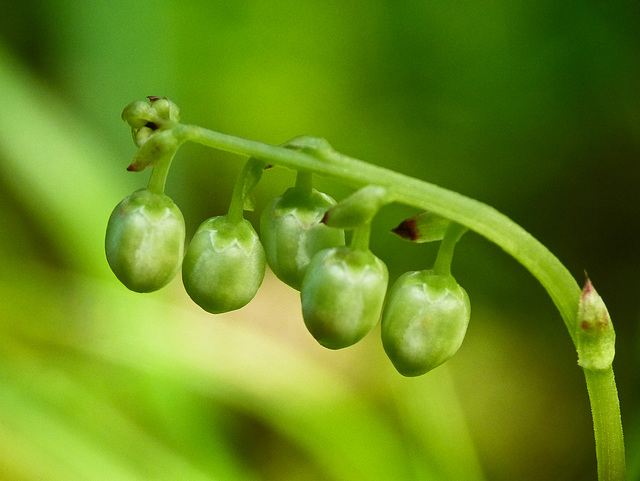 One-sided Wintergreen seedpods