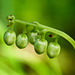 One-sided Wintergreen seedpods