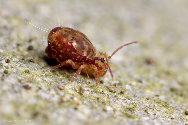 Dicyrtomina saundersi