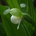 Sparrow's-egg Orchid