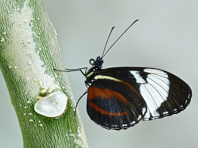 Cydno Longwing / Heliconius cydno