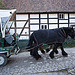 20121008 1566RWw [D~LIP] Pferde-Kutschfahrt