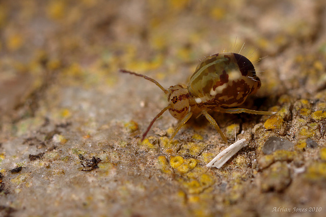 Calvatomina nr superba, a Globular Springtail.