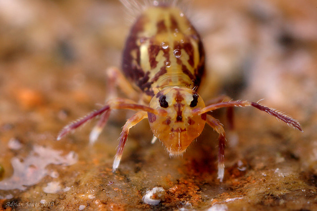 Dicyrtomina saundersi