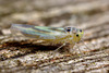 Leafhopper