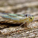 Leafhopper