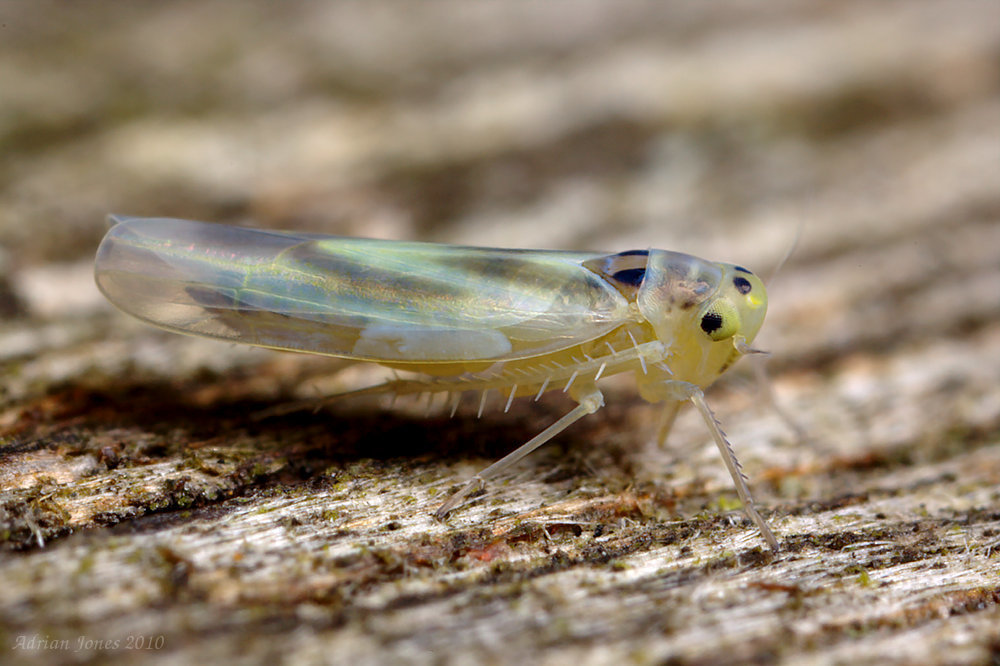 Leafhopper