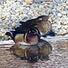 Wood Ducks on the Elbow River