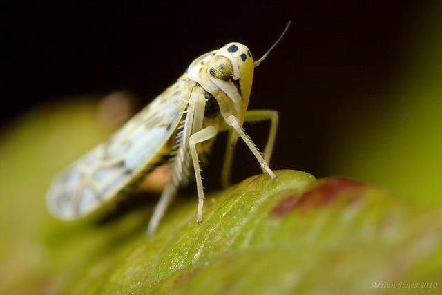 Leafhopper