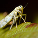 Leafhopper