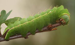 Japanese Oak Silkmoth (Antheraea yamamai) caterpillar, 5th instar