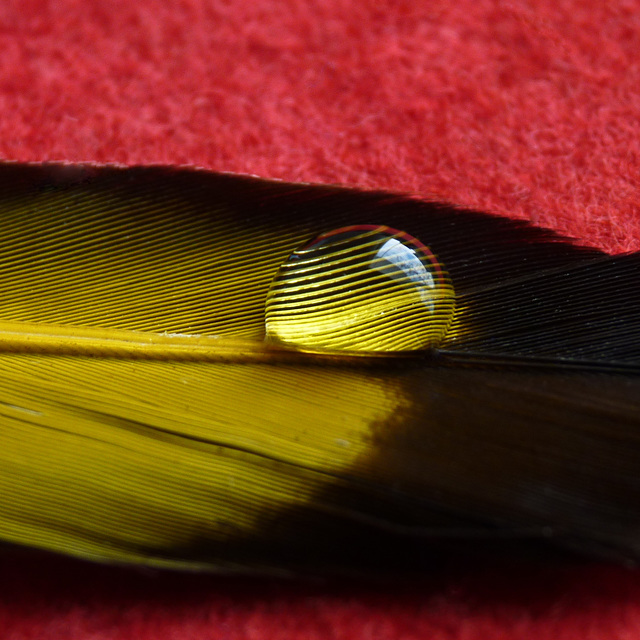 A Flicker feather for Flickr : )