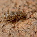 Barkfly (Psocoptera)