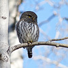 Northern Pygmy-owl