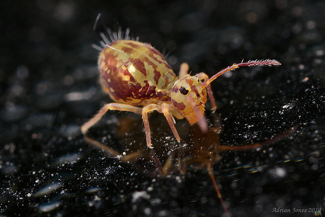 Dicyrtomina saundersi