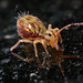 Dicyrtomina saundersi