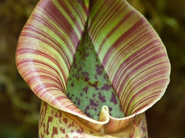 Mouth of a Pitcher Plant